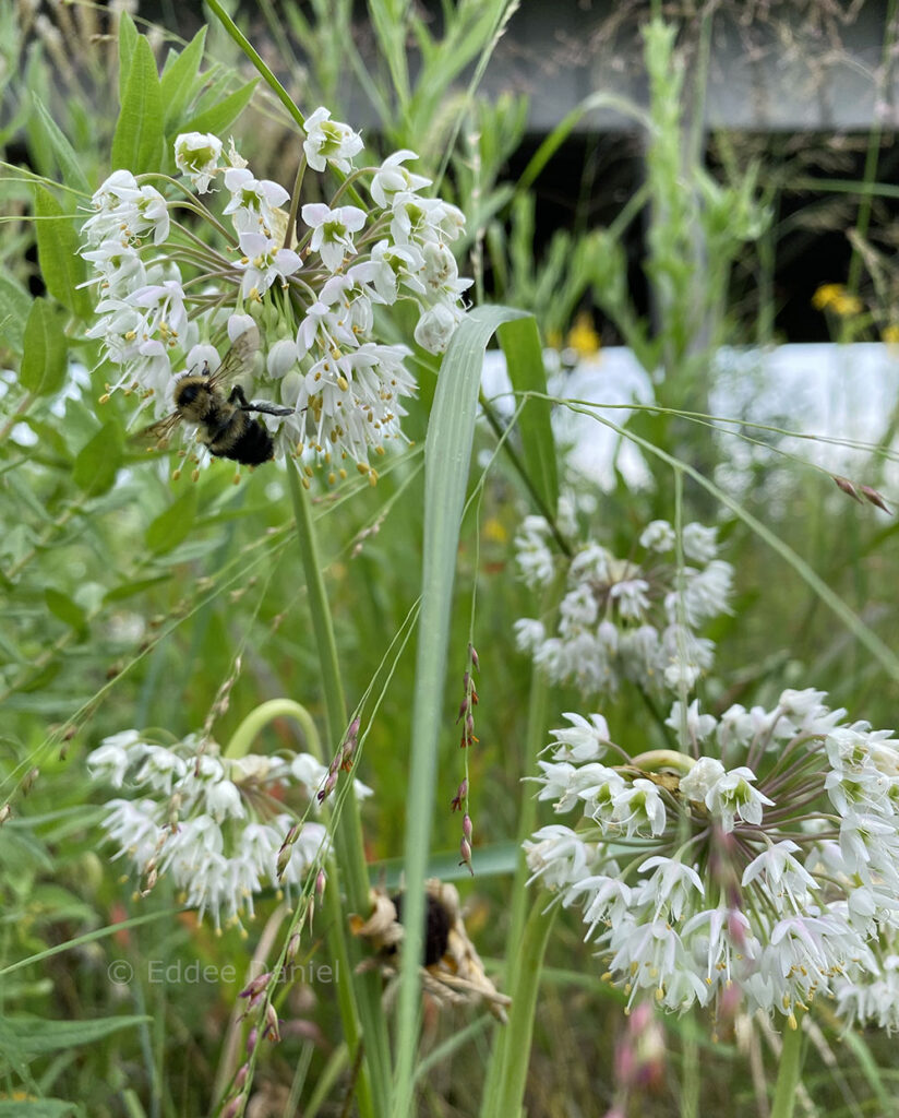 nodding onion