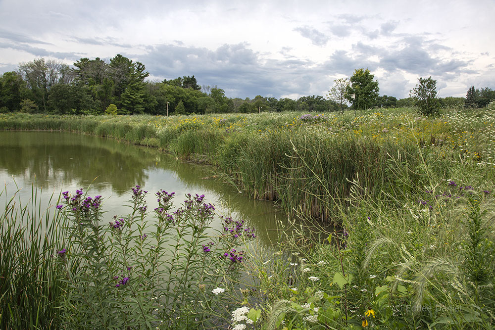 Detention pond berm, a wildflower garden!