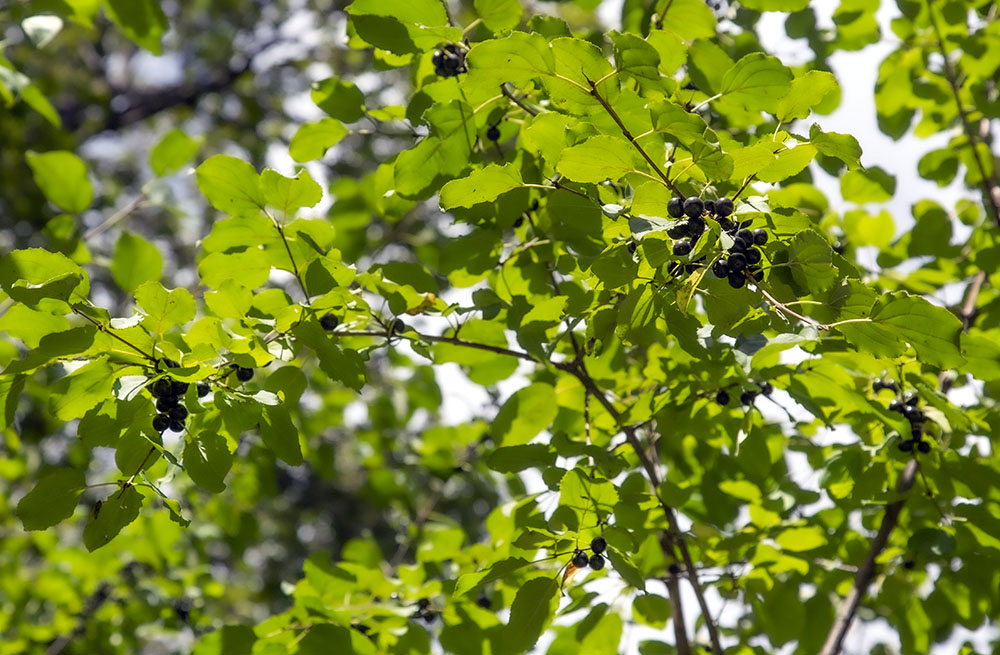 The culprit: Ripening buckthorn berries get dispersed by wildlife, thus spreading the invasive species further.