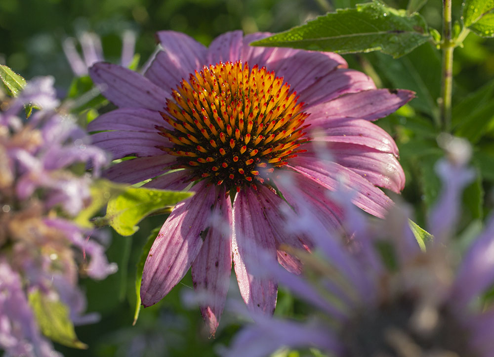 Coneflower close up