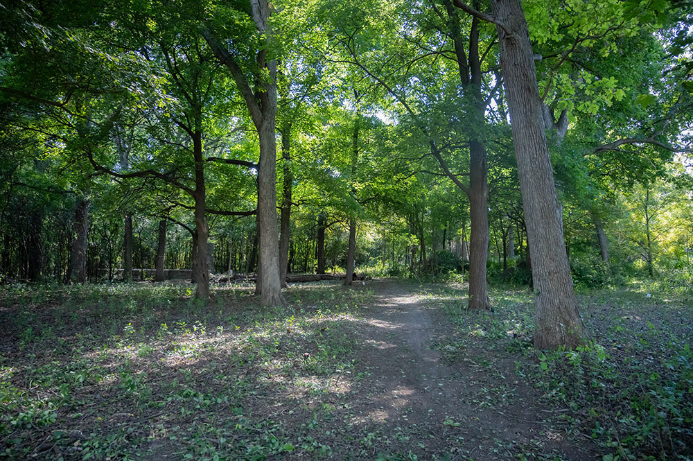 The "Men's Pavilion" (background) is visible through the woodland for the first time in decades after the clearing. 