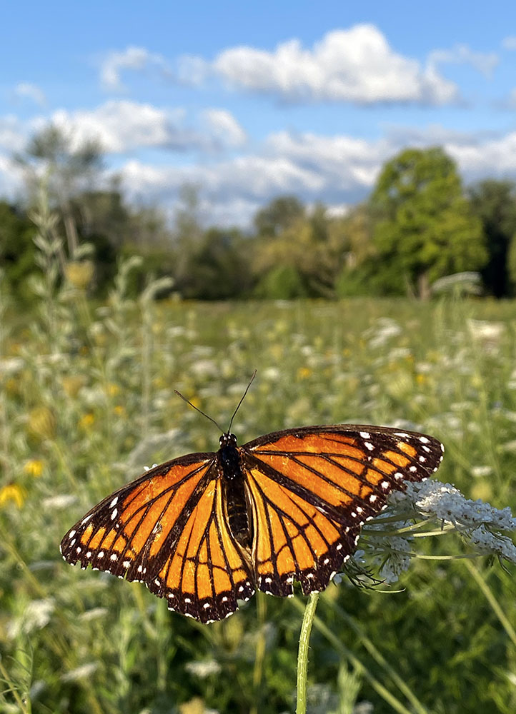 Viceroy butterfly, a monarch look-alike