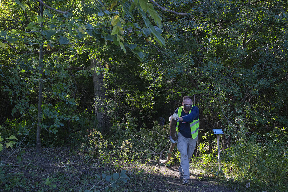 Author Jonathan Piel hauls buckthorn to the chipper.