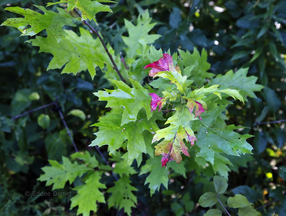 A rare oak seedling; clearing the buckthorn around it will improve chances of survival.