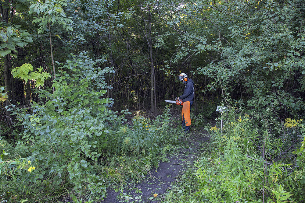 Entrance to Sanctuary Woods before clearing the buckthorn.