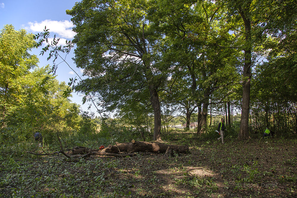 A section of the forest that the scouts and volunteers cleared by hand.