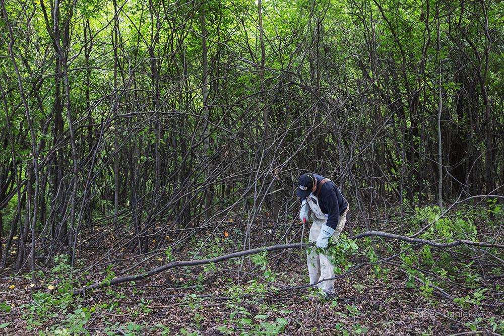 A tangle of remaining buckthorn demonstrates the work yet to be done!