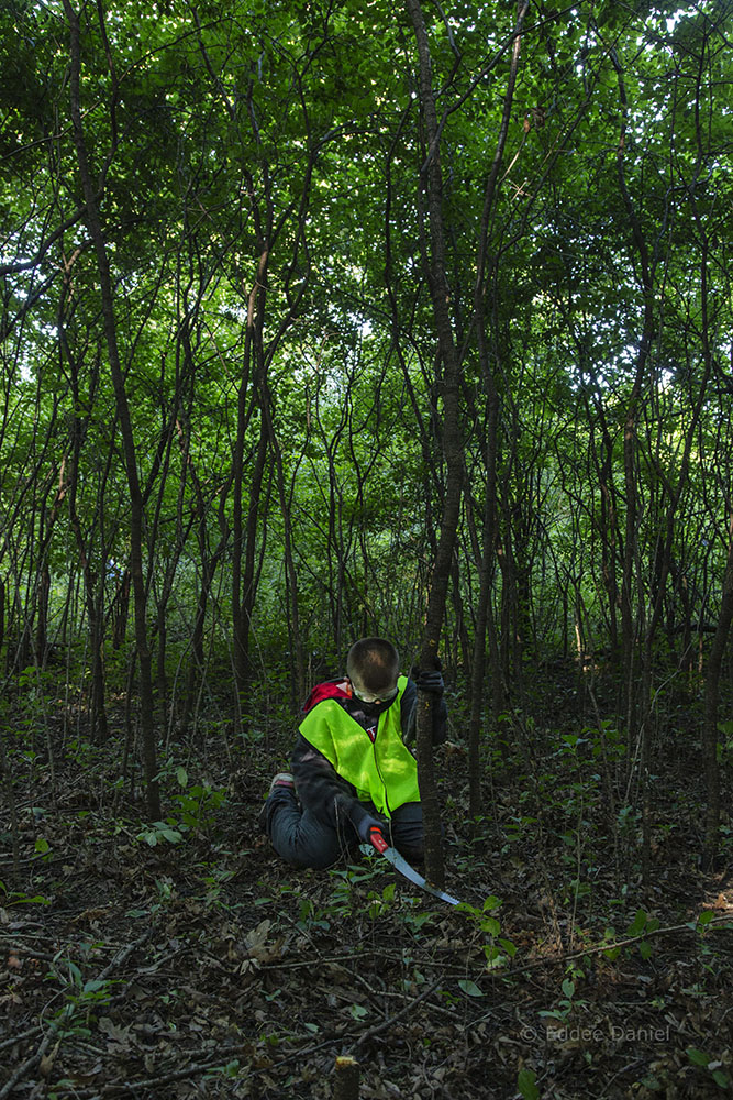 A scout using a handsaw to cut buckthorn.