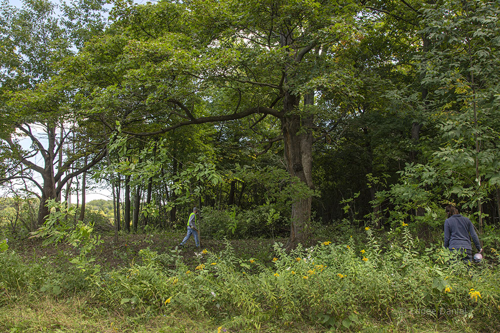 A new opening in the forest.