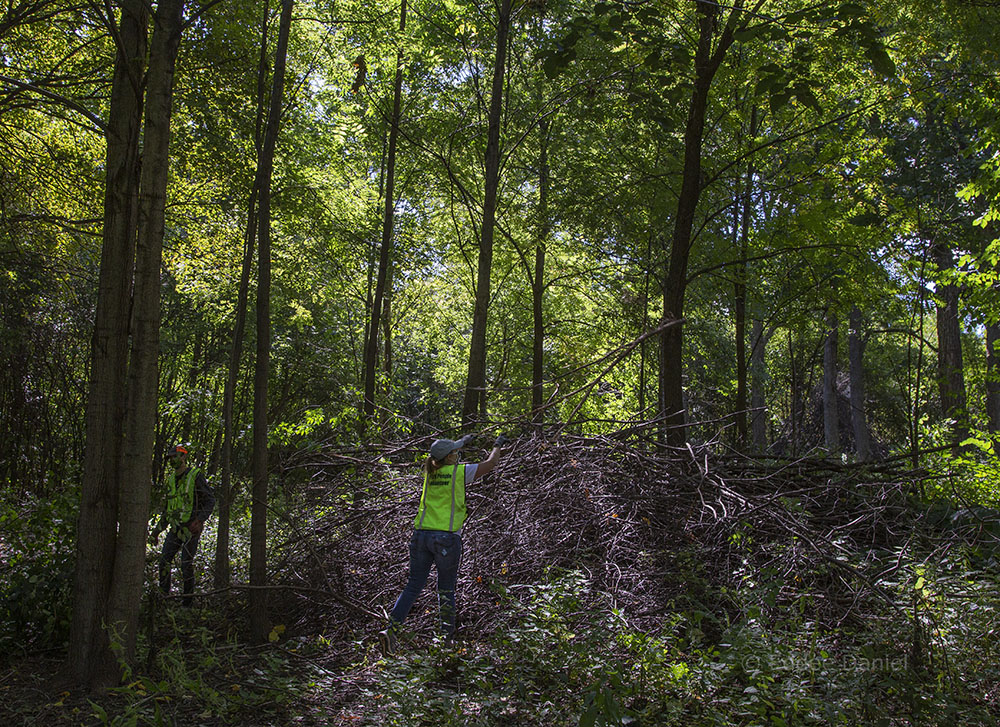 Buckthorn that didn't get chipped is thrown onto piles to create wildlife habitat.