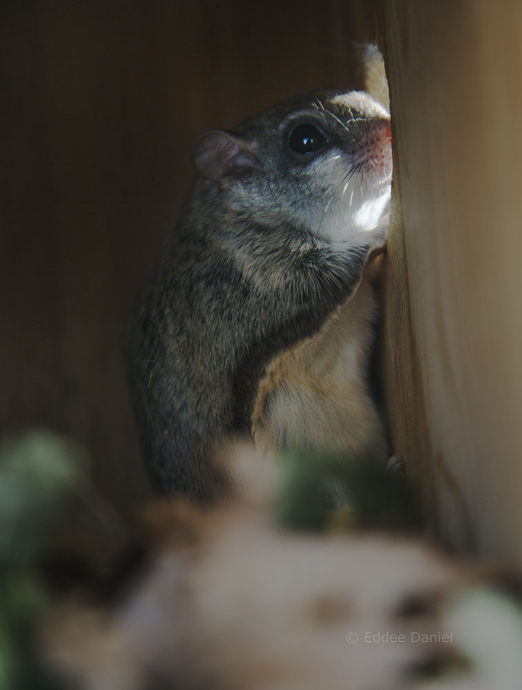 Flying squirrel in one of several monitored nesting boxes