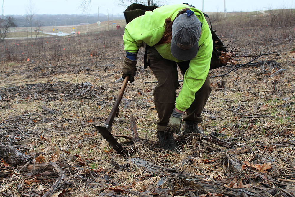 Tree planting along Swan Boulevard