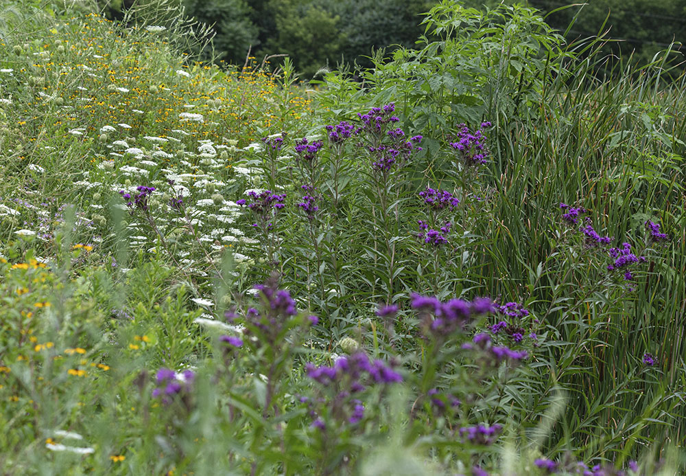 A patch of ironweed blossoms