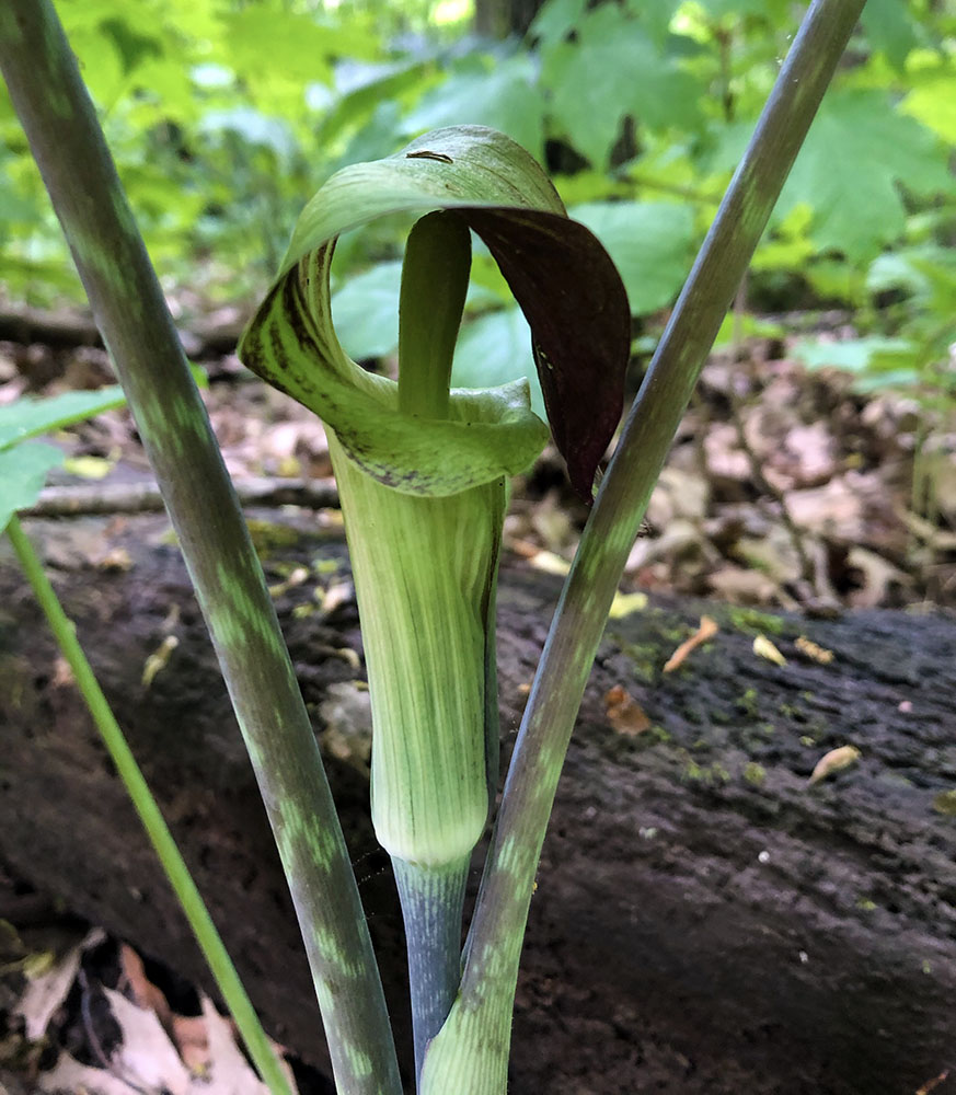 Jack in the Pulpit