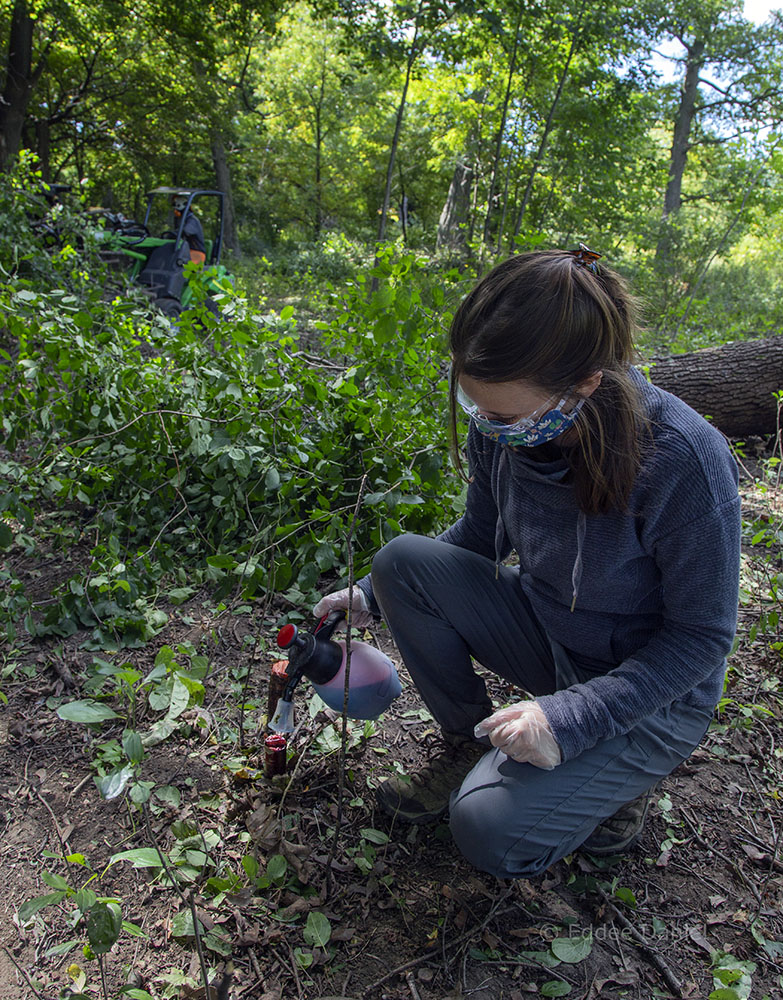 Trained County Parks personnel, including Danielle Pahlisch, treat the cut stumps with herbicide.