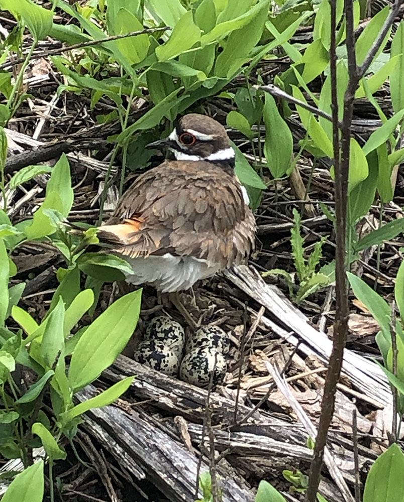 Killdeer taking advantage of open areas in reforestation site for ground nesting