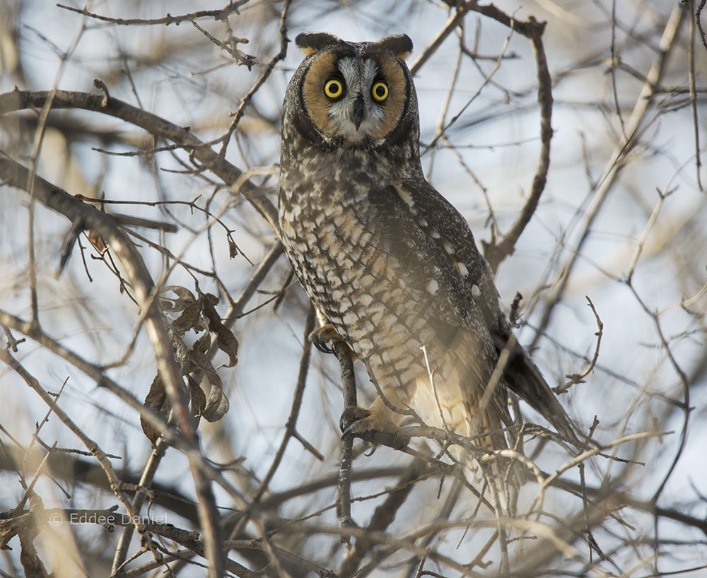 Long-eared owl. 