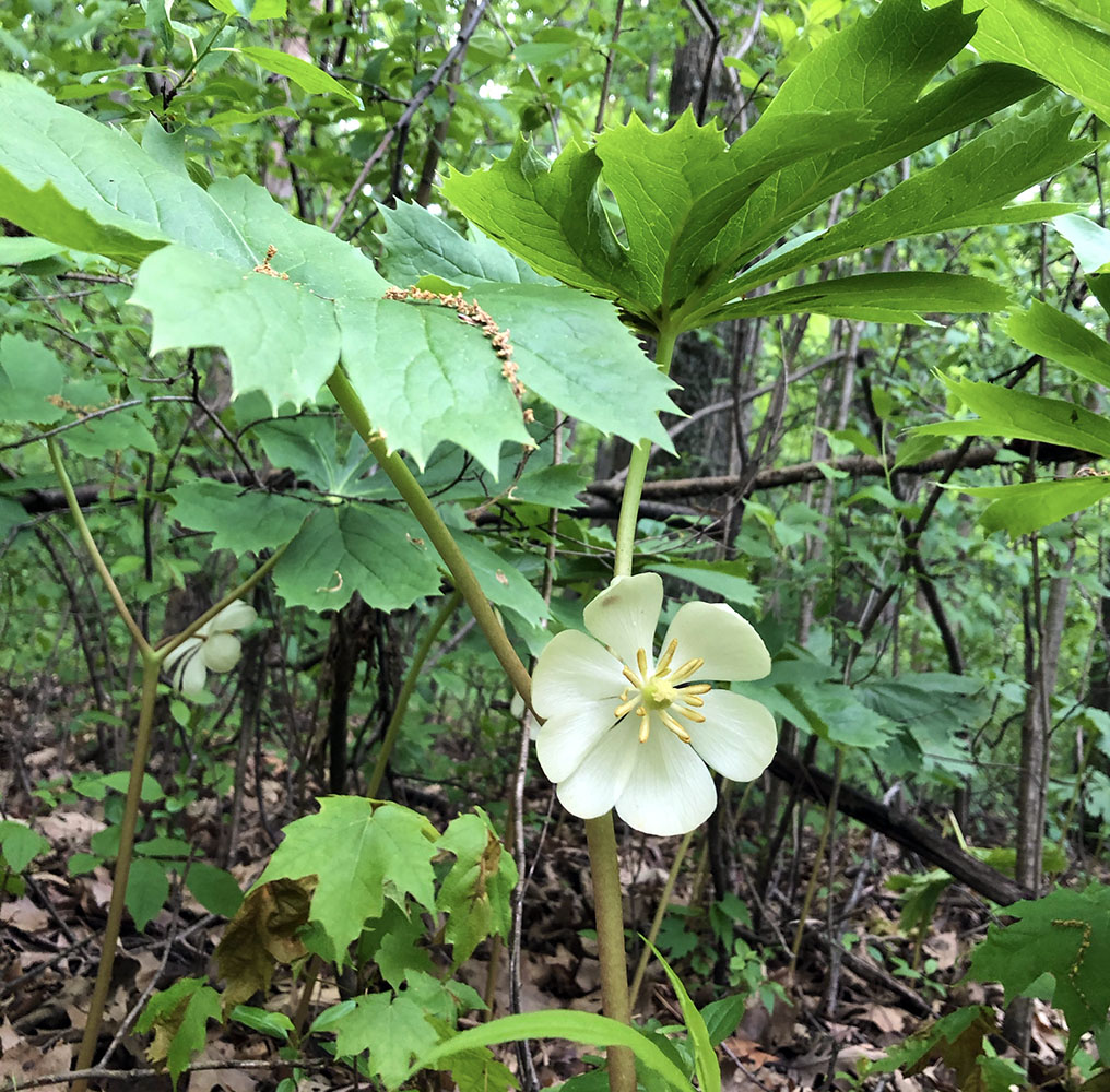 Mayapple in bloom