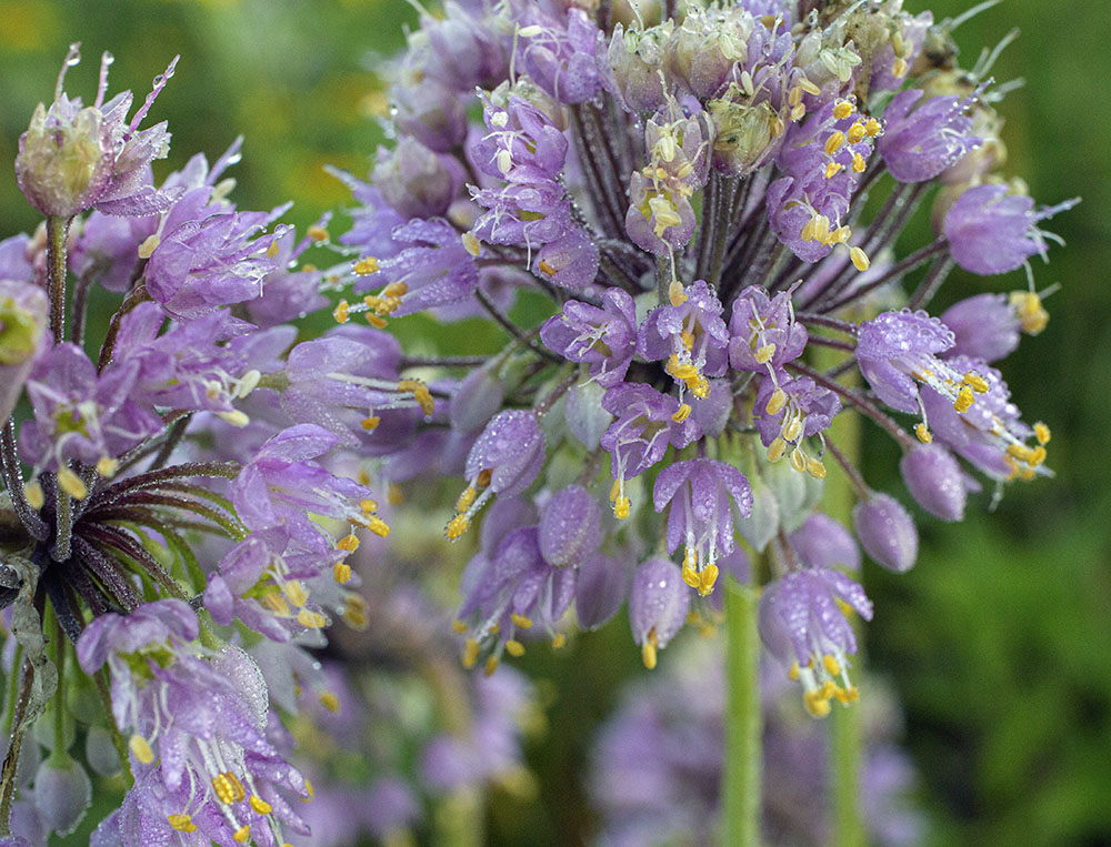 Nodding onion close up