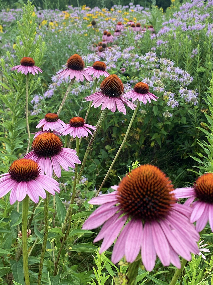 Echinacea (purple coneflower) and Monarda (bee balm)