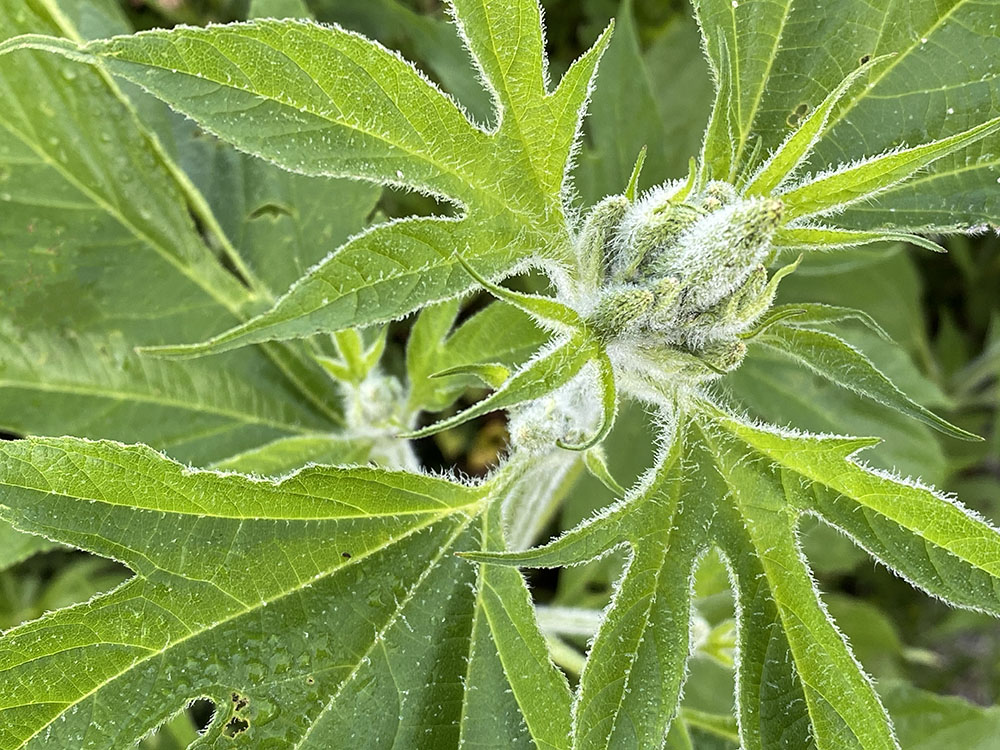 Ragweed close up