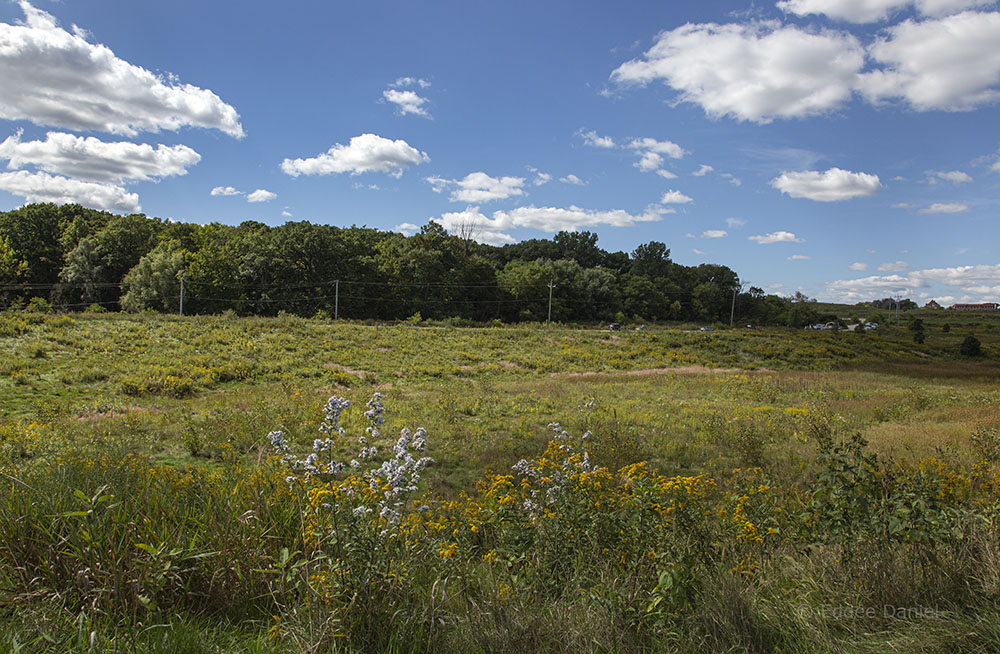 Sanctuary Woods, background, viewed from across detention basin.