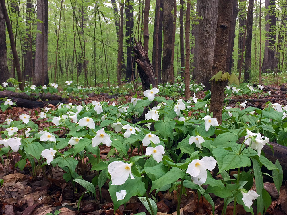 Trillium