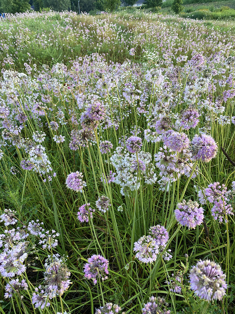 The largest patch of nodding onion I've ever seen!