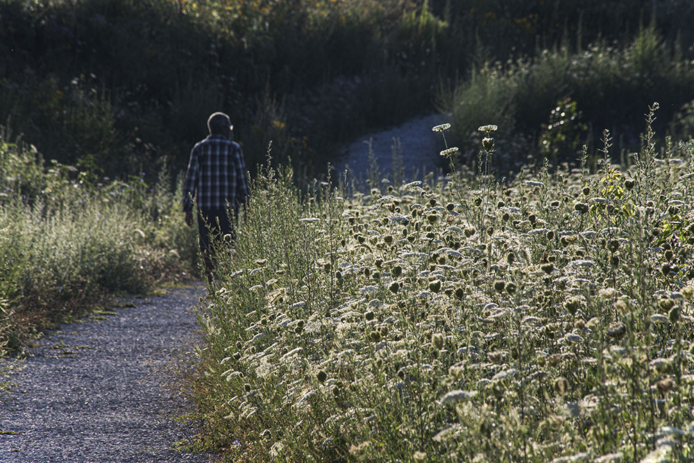 A quiet morning stroll