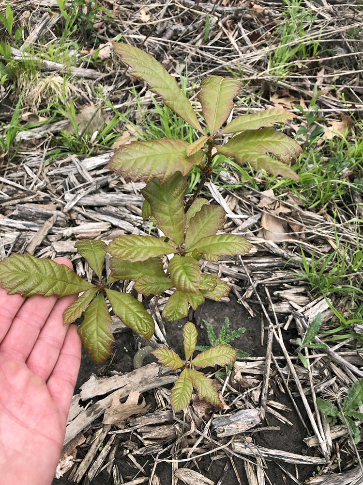 Oak sapling in the reforested area