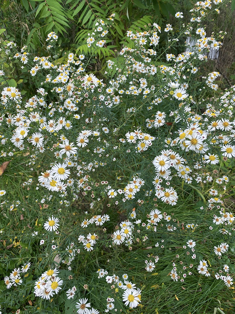 A patch of asters