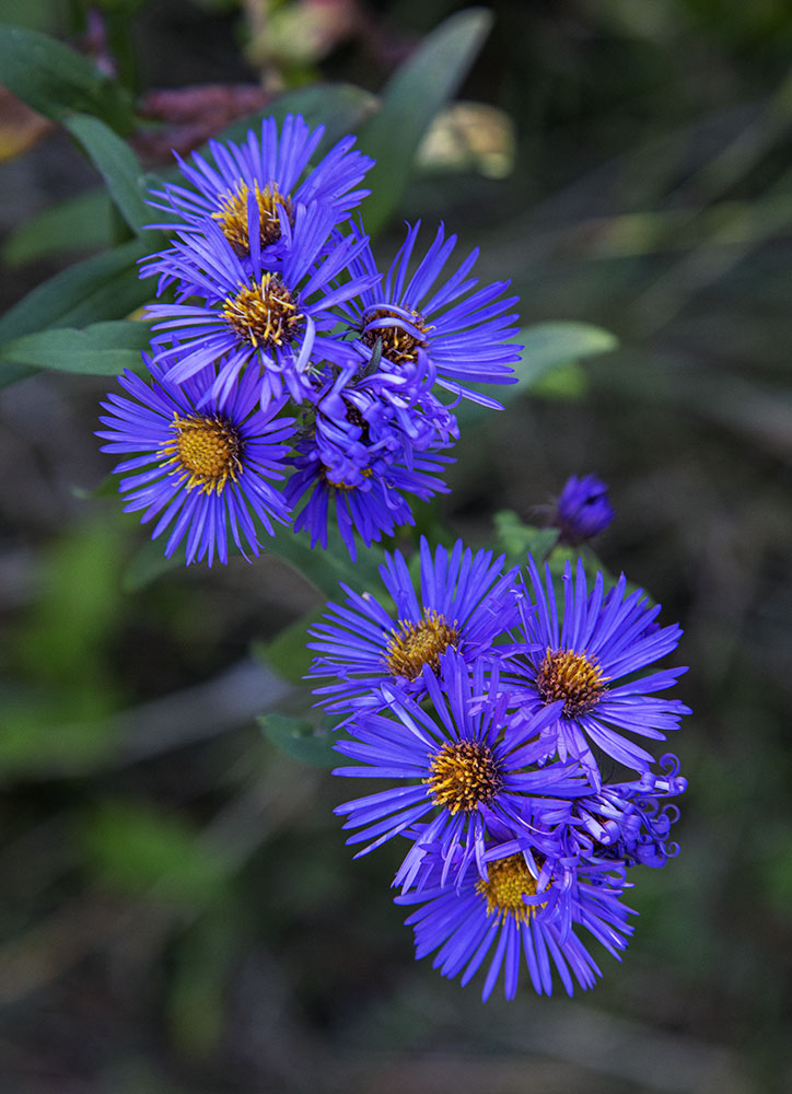 Asters at Blue Heron