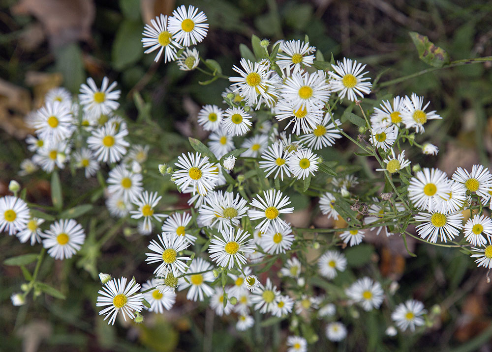 White asters. Bratt Woods State Natural Area.