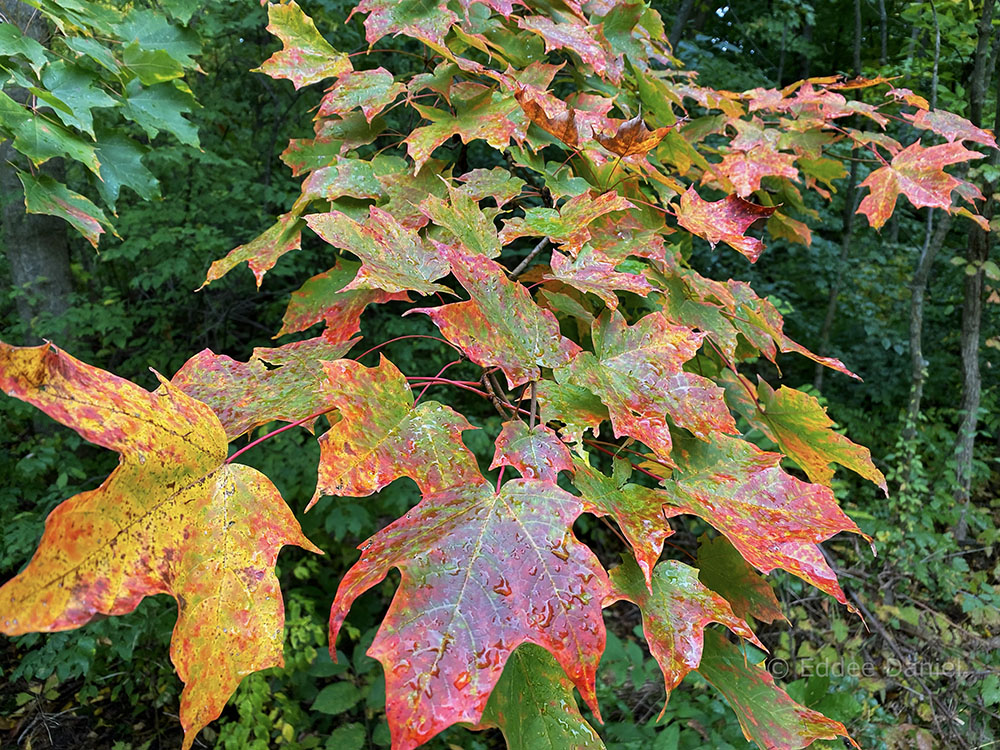 Calhoun Park maple leaves