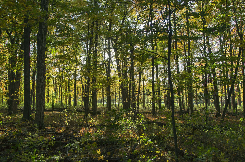 Sun setting through the woods. Bratt Woods State Natural Area.