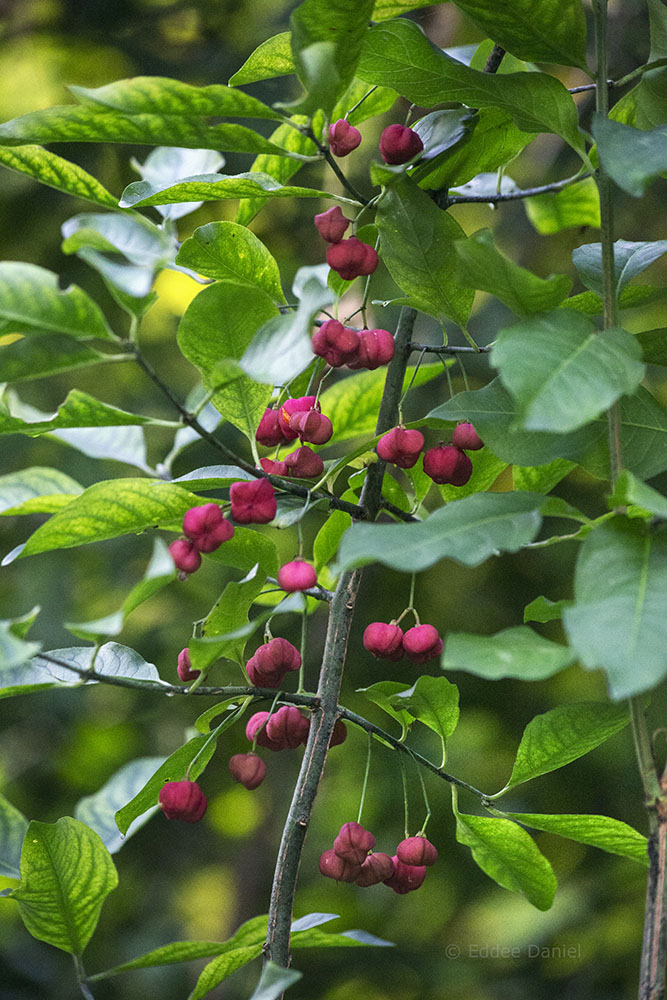 Burning bush berries