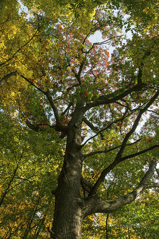 To appreciate the forest, sometimes you have to look up...