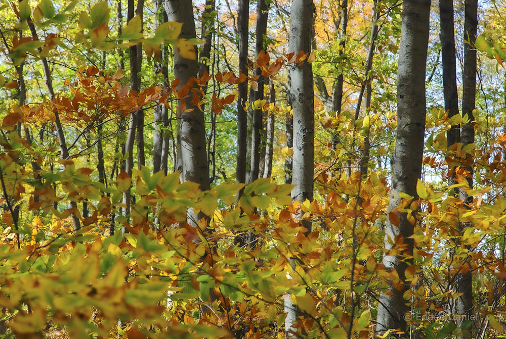 Autumn paints the woods. Kurtz Woods State Natural Area.