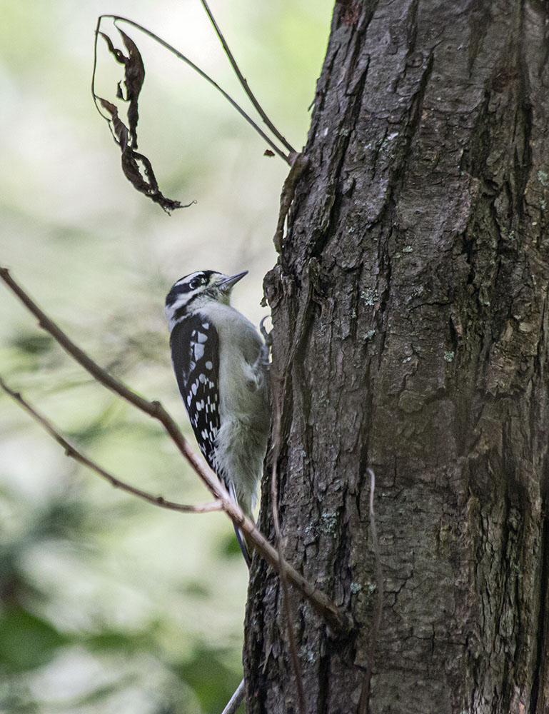 Downy woodpecker