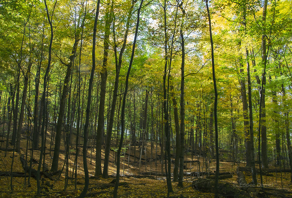 Glacial terrain. Kurtz Woods State Natural Area.