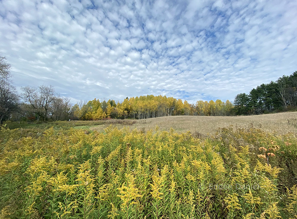 Meadow with goldenrod and aspen. Hawthorne Hills County Park/Shady Lane State Natural Area.