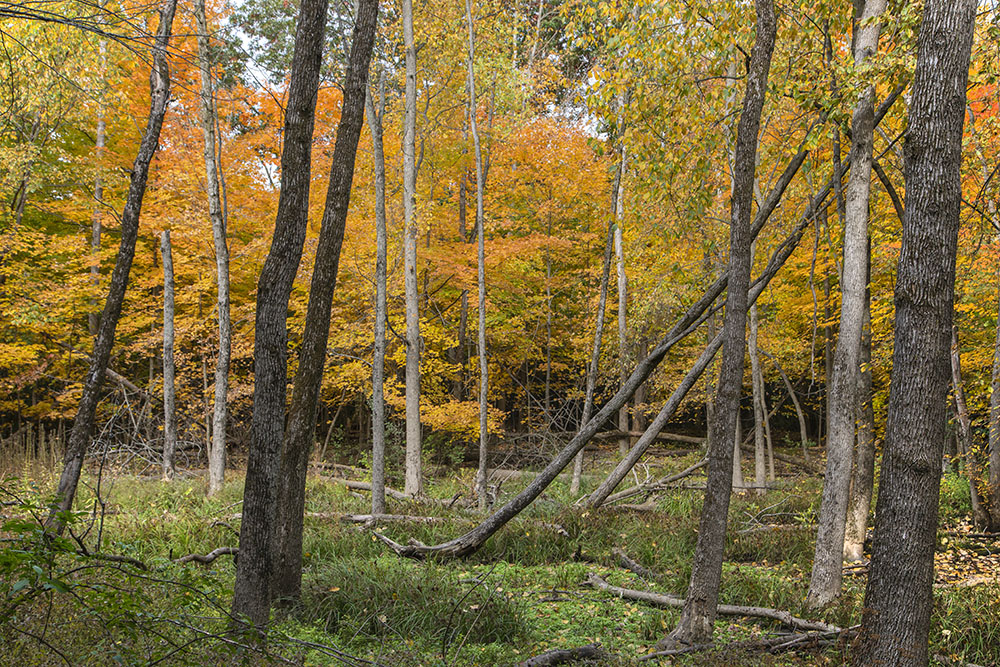 Wetland, Grootemaat Nature Preserve