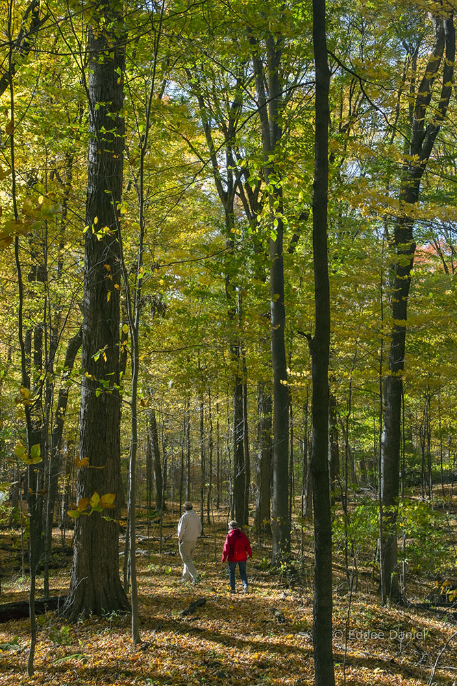 Forest Bathers. Kurtz Woods State Natural Area.