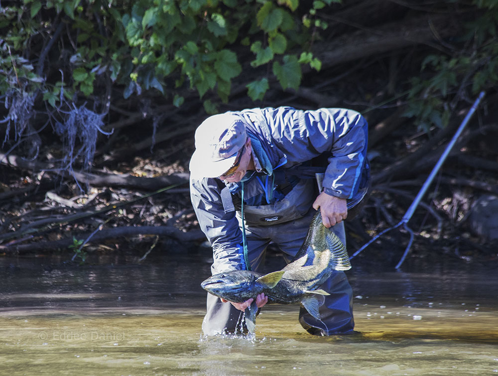 fisherman releasing a large salmon