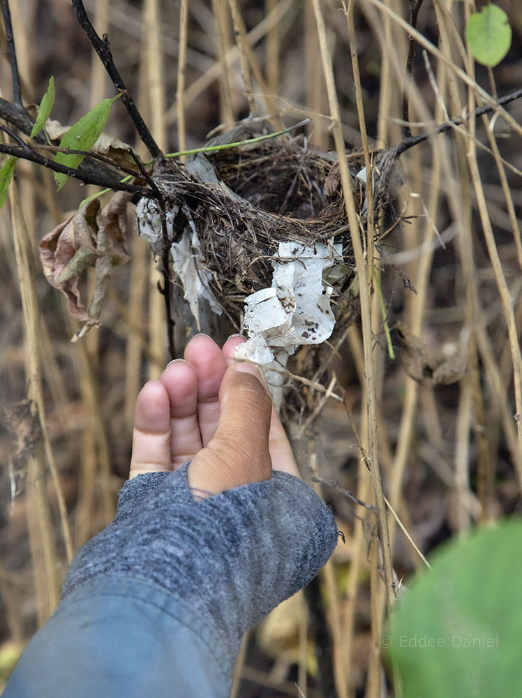 A nest made with bits of scavenged plastic.