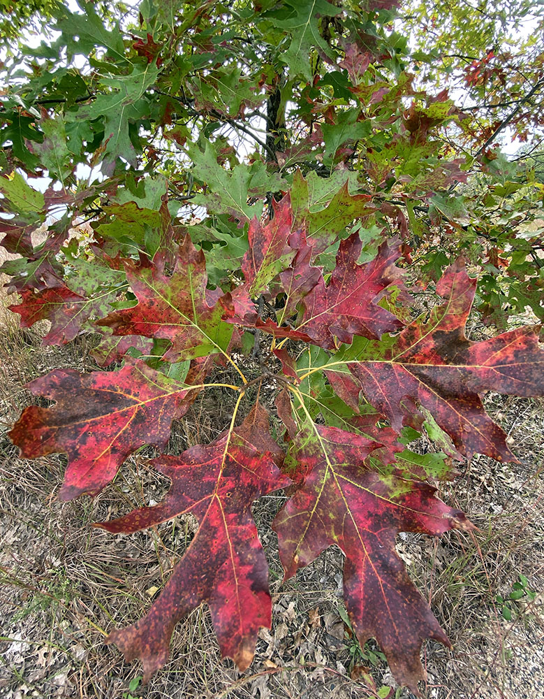 A young oak in the dunes