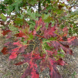 autumn oak