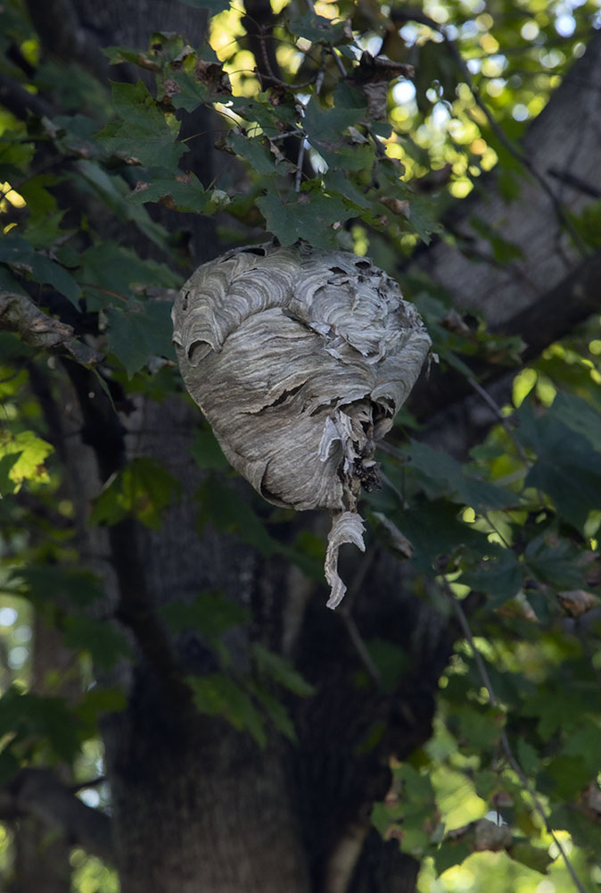 Paper wasp nest. Blue Heron Wildlife Sanctuary.