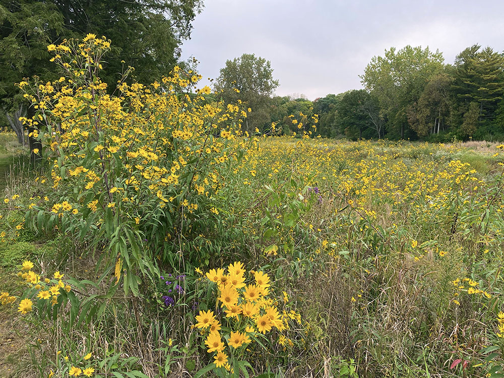 Sunflowers in the Pike River floodplain, Petrifying Springs County Park