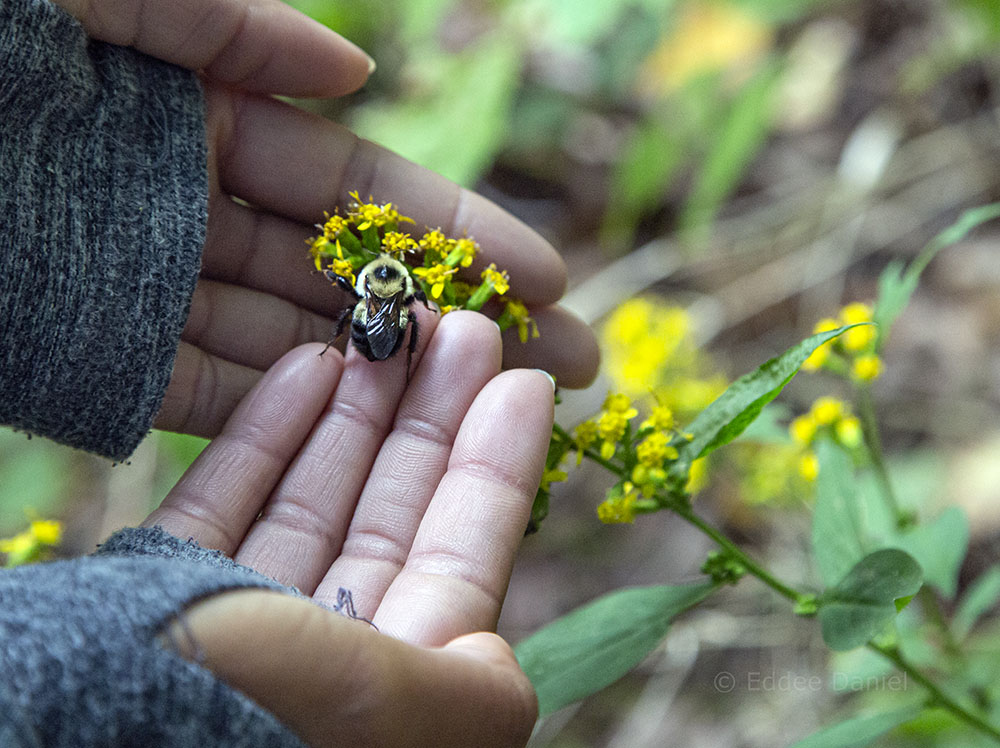 The author rescues a bumblebee from the trail, placing it on a goldenrod blossom.